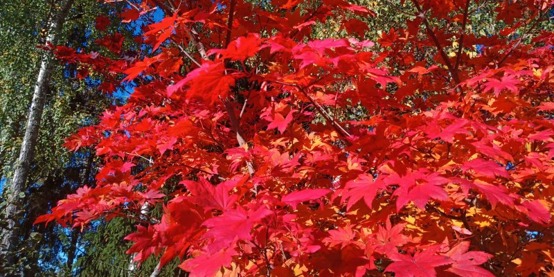 Acer pseudosieboldianum Korea vaher